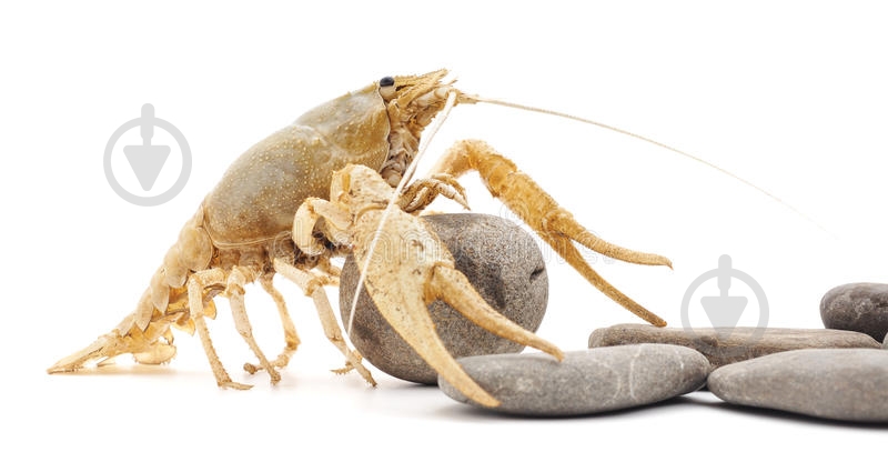 Рак Белый 4,5-5,5 см - фото 10