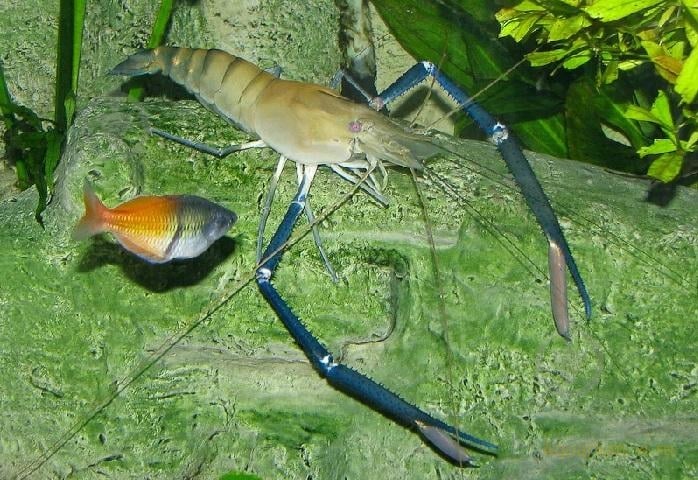 Креветка Макробрахиум 3-4 см - фото 6