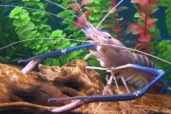 Креветка Макробрахиум 3-4 см - фото 9