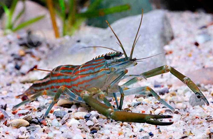 Креветка Макробрахиум 3-4 см - фото 7