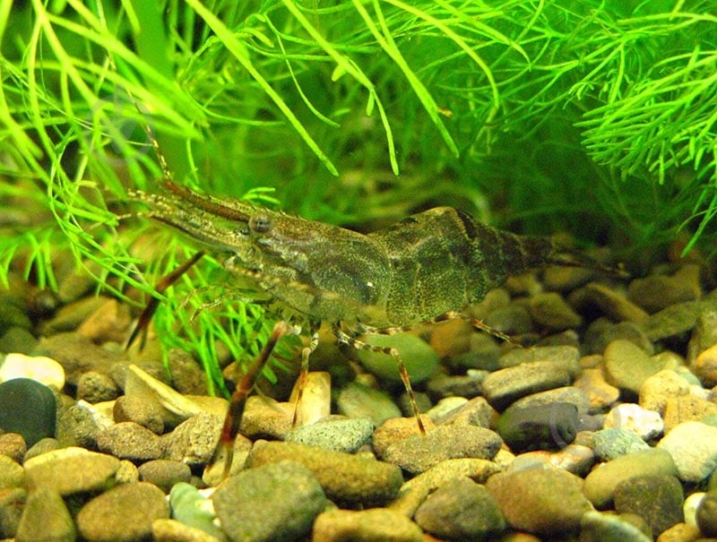 Креветка Макробрахиум 3-4 см - фото 10