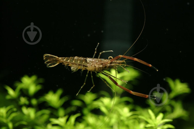 Креветка Макробрахиум 3-4 см - фото 4