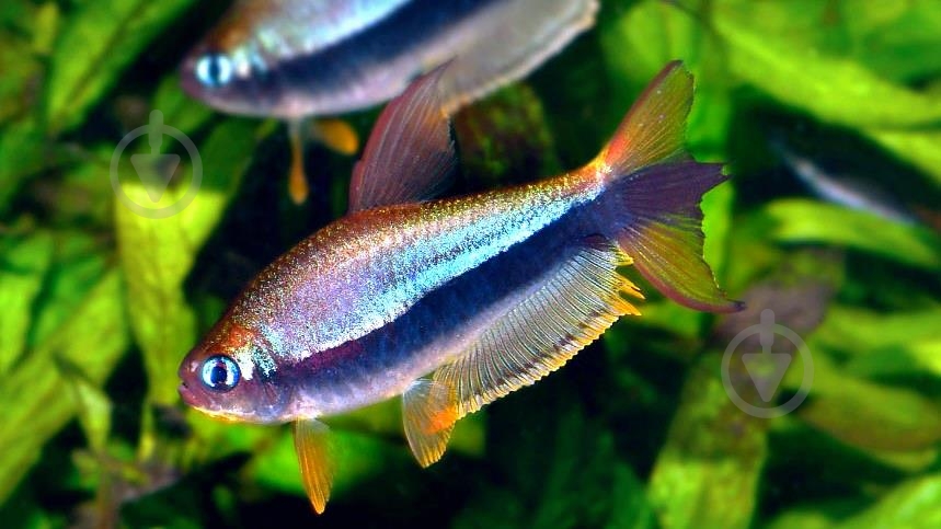 Рыбка Тетра Пальмери - фото 2