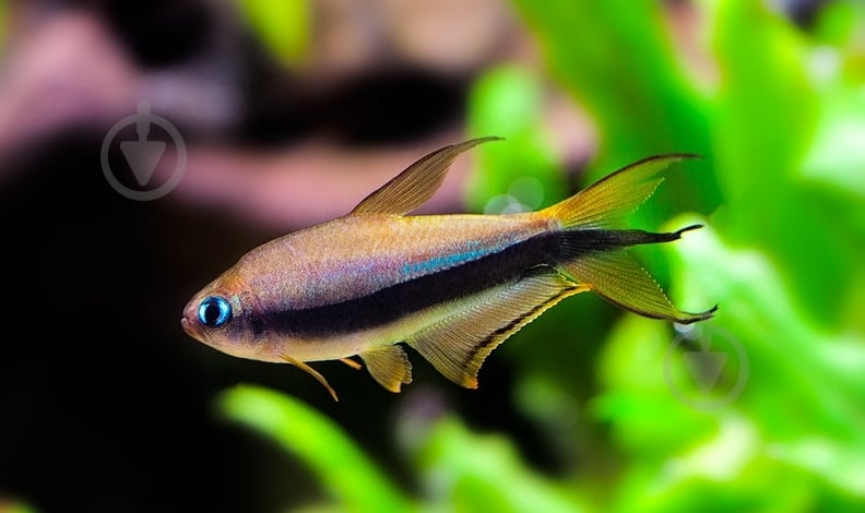 Рыбка Тетра Пальмери - фото 4