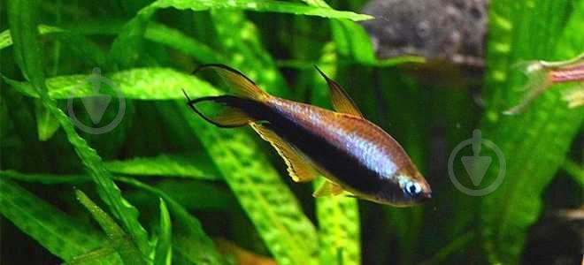 Рыбка Тетра Пальмери - фото 5