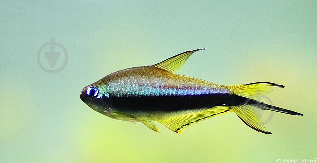 Рыбка Тетра Пальмери - фото 8