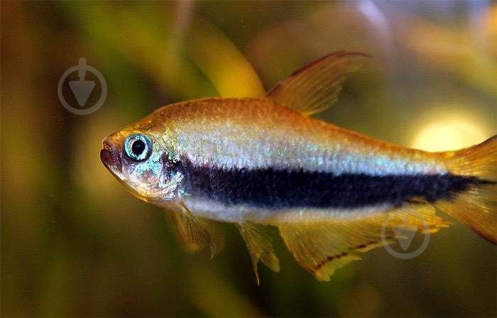 Рыбка Тетра Пальмери - фото 9