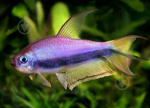 Рыбка Тетра Пальмери - фото 1