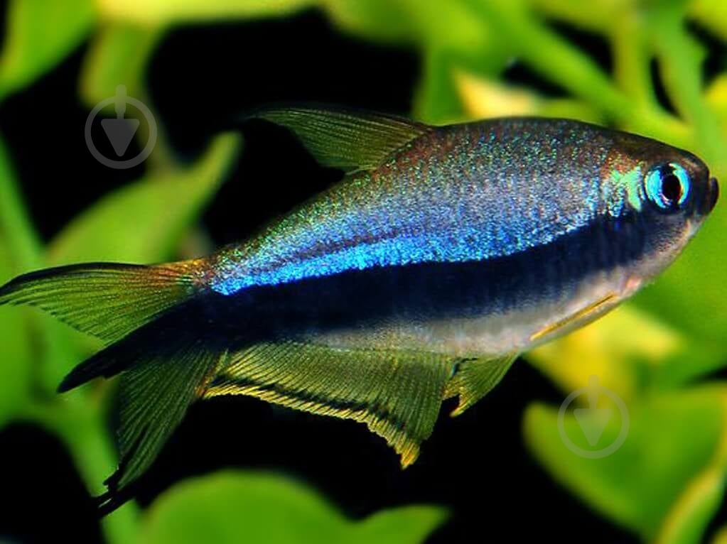 Рыбка Тетра Пальмери - фото 6