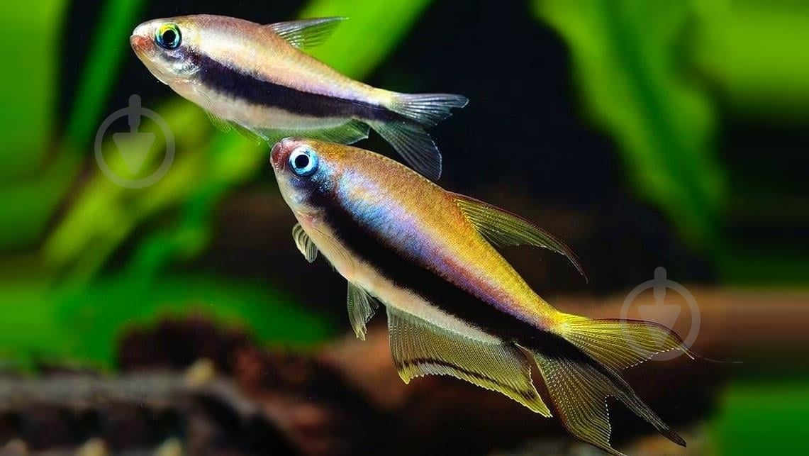 Рыбка Тетра Пальмери - фото 7