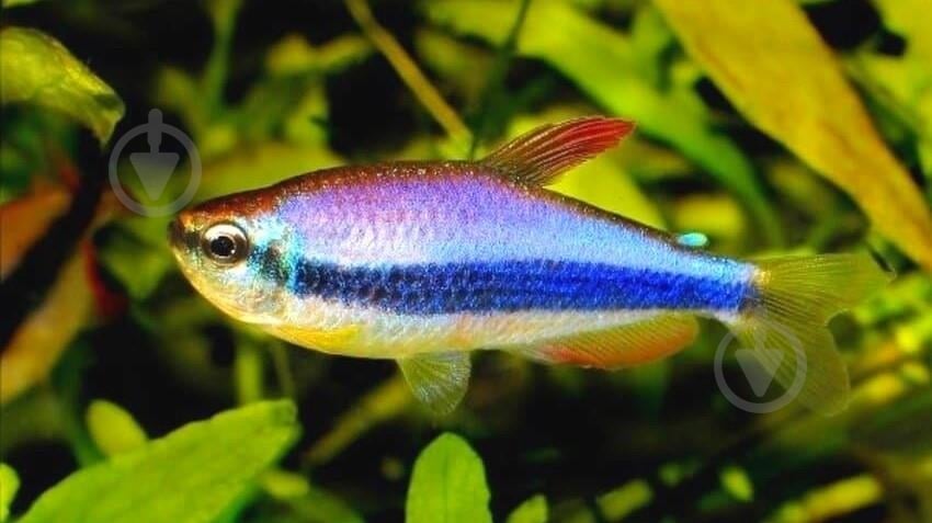 Рыбка Тетра Пальмери - фото 10