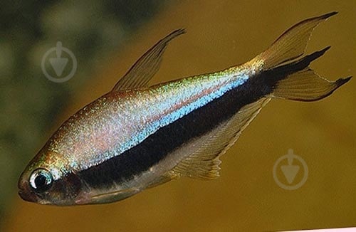 Рыбка Тетра Пальмери - фото 11