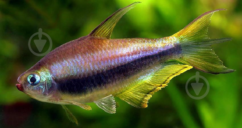 Рыбка Тетра Пальмери - фото 3