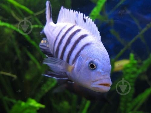 Рыбка Малавийских Цихлид 6-9 см - фото 1 Рыбка Малавийских Цихлид 6-9 см - фото 1