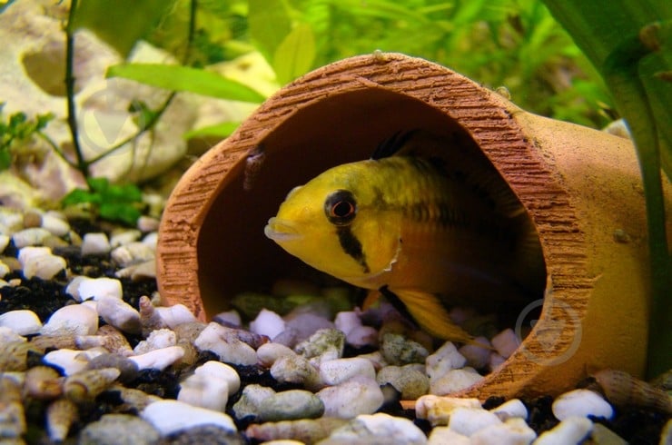 Рыбка Малавийских Цихлид 6-9 см - фото 5 Рыбка Малавийских Цихлид 6-9 см - фото 5