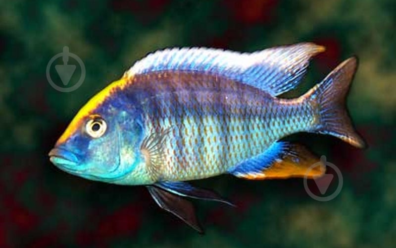 Рыбка Малавийских Цихлид 6-9 см - фото 10 Рыбка Малавийских Цихлид 6-9 см - фото 10