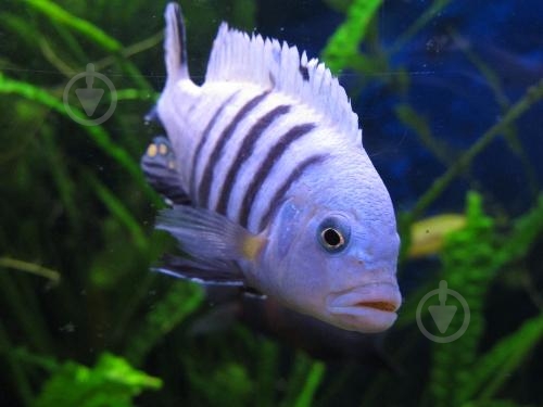 Рыбка Цихлида Малавийская L - фото 7 Рыбка Цихлида Малавийская L - фото 7