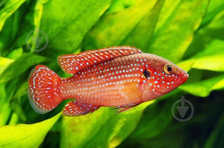 Рыбка Цихлида Малавийская L - фото 2 Рыбка Цихлида Малавийская L - фото 2