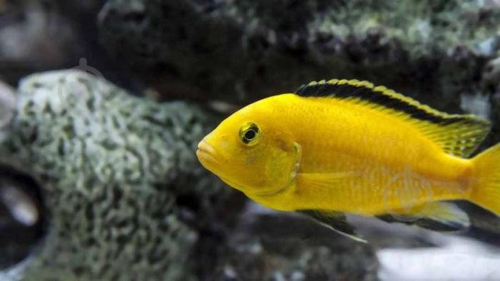 Рыбка Цихлида Малавийская L - фото 11 Рыбка Цихлида Малавийская L - фото 11