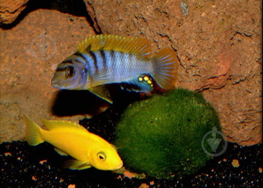 Рыбка Цихлида Малавийская L - фото 9 Рыбка Цихлида Малавийская L - фото 9