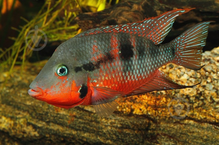 Рыбка Цихлида Малавийская L - фото 8 Рыбка Цихлида Малавийская L - фото 8