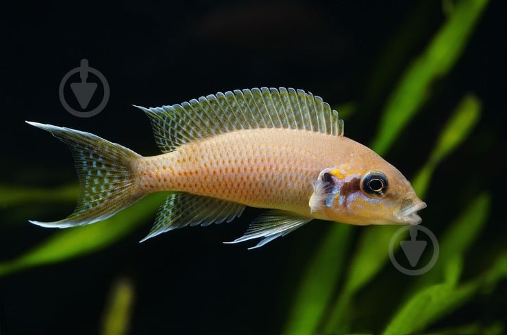 Рыбка Цихлида Малавийская L - фото 14 Рыбка Цихлида Малавийская L - фото 14