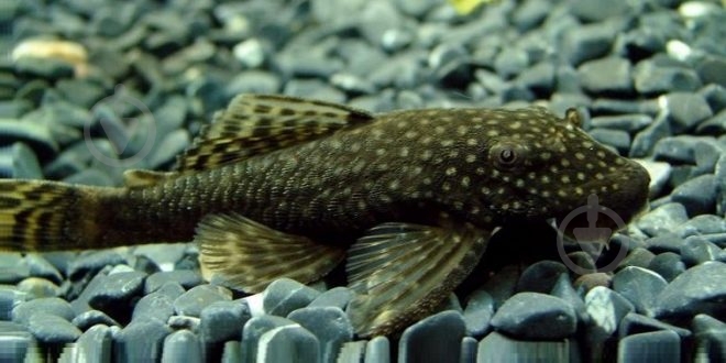 Рыбка Анциструс Xl - фото 6 Рыбка Анциструс Xl - фото 6