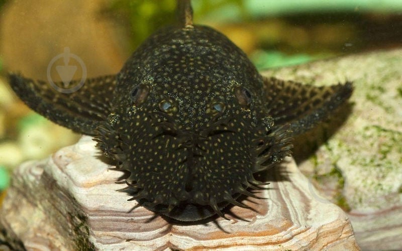 Рыбка Анциструс Xl - фото 7 Рыбка Анциструс Xl - фото 7