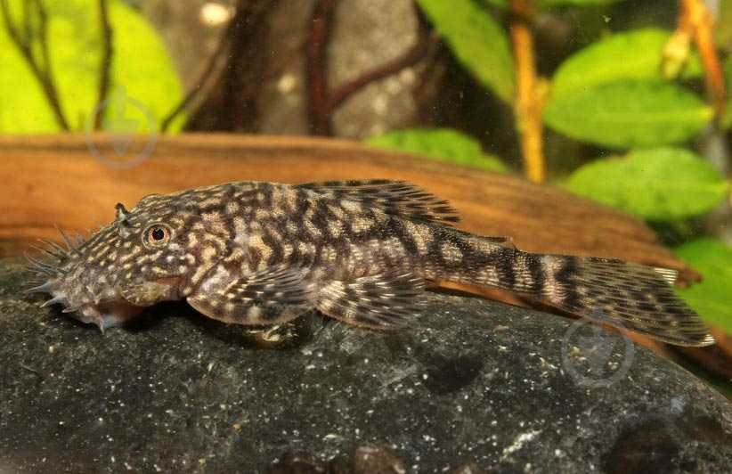 Рыбка Анциструс Xl - фото 2 Рыбка Анциструс Xl - фото 2