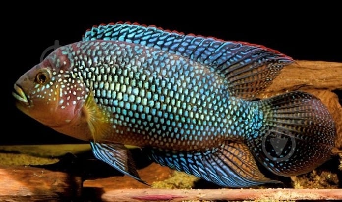 Рибка Цихлозома M - фото 6