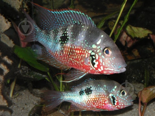 Рибка Цихлозома L - фото 2 Рибка Цихлозома L - фото 2