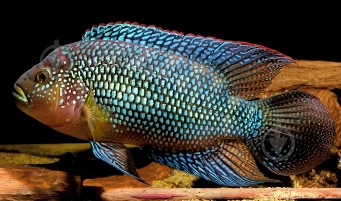 Рибка Цихлозома L - фото 11 Рибка Цихлозома L - фото 11