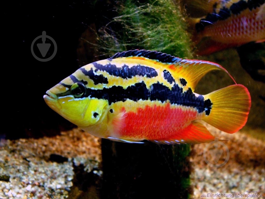 Рибка Цихлозома L - фото 8 Рибка Цихлозома L - фото 8