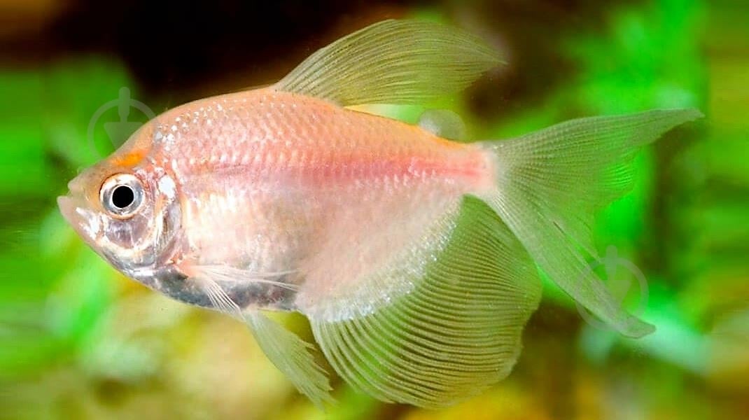 Рыбка Тернеция Белая М - фото 1