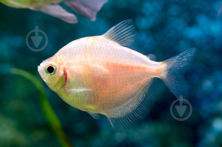 Рыбка Тернеция Белая М - фото 4