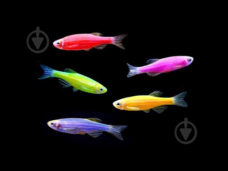 Рыбка Данио Glofish M - фото 9