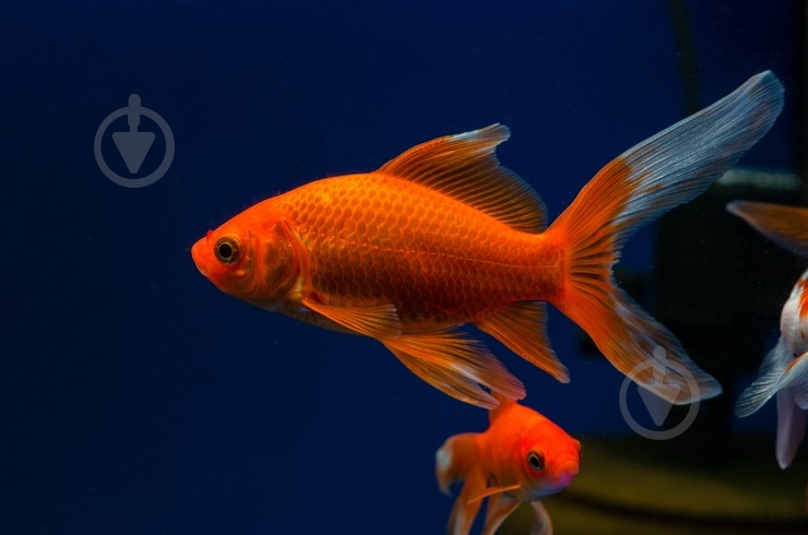 Рыбка Комета M - фото 2