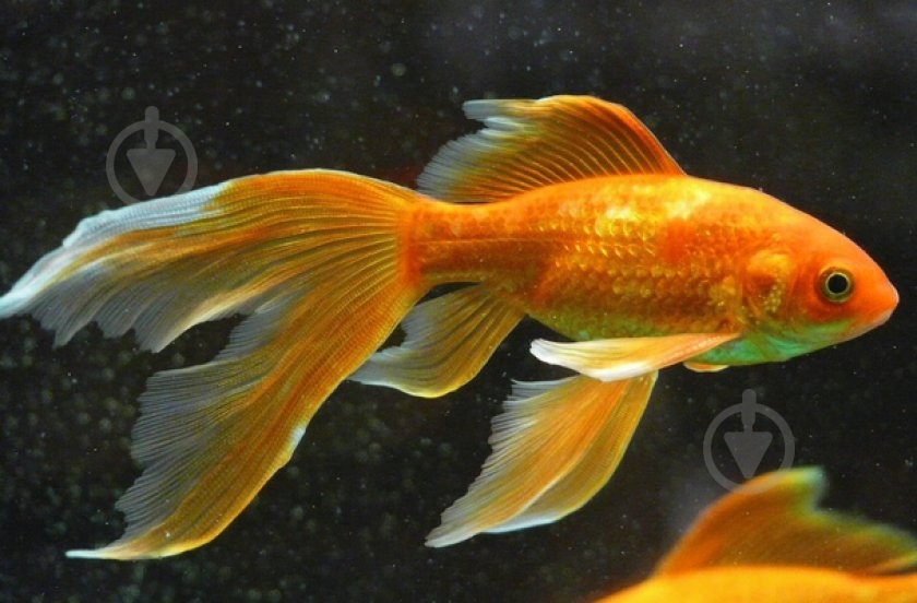 Рыбка Комета M - фото 5