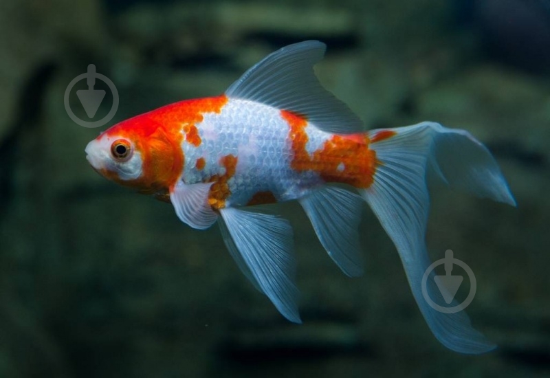 Рыбка Комета M - фото 8