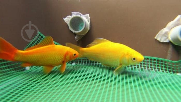 Рыбка Комета M - фото 11