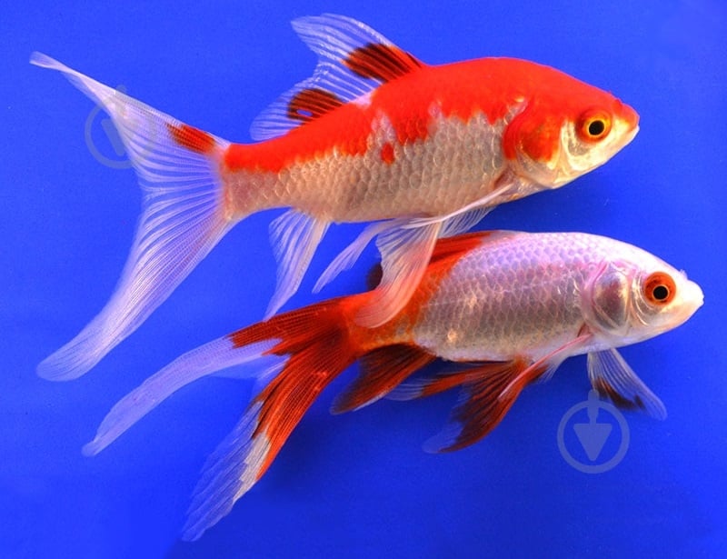 Рыбка Комета M - фото 14