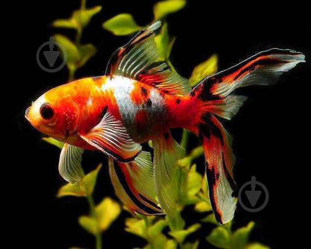 Рыбка Комета M - фото 13