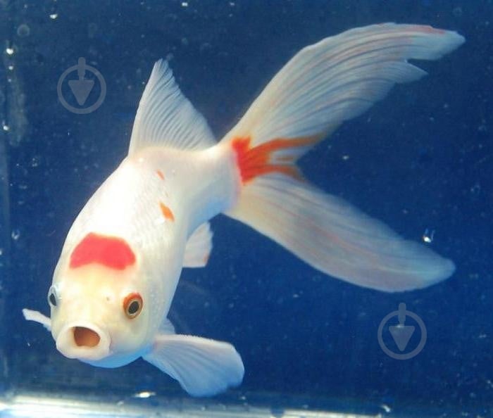 Рыбка Комета M - фото 7