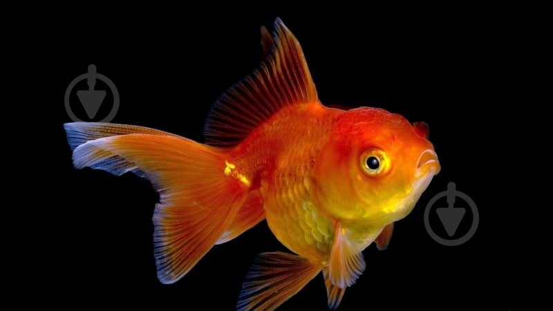 Рыбка Комета M - фото 4