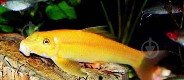 Рыбка Гиринохейлус М - фото 3 Рыбка Гиринохейлус М - фото 3