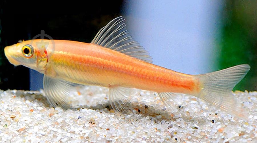 Рыбка Гиринохейлус М - фото 8 Рыбка Гиринохейлус М - фото 8