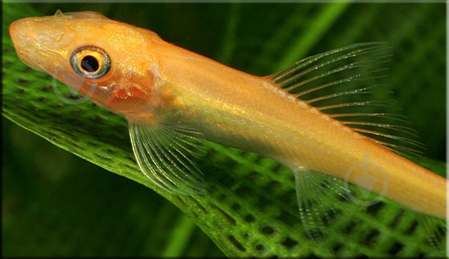 Рыбка Гиринохейлус М - фото 7 Рыбка Гиринохейлус М - фото 7