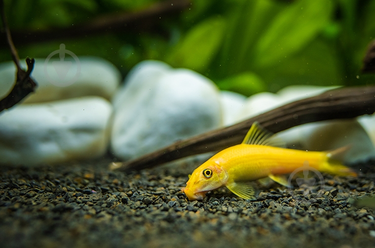 Рыбка Гиринохейлус М - фото 11 Рыбка Гиринохейлус М - фото 11