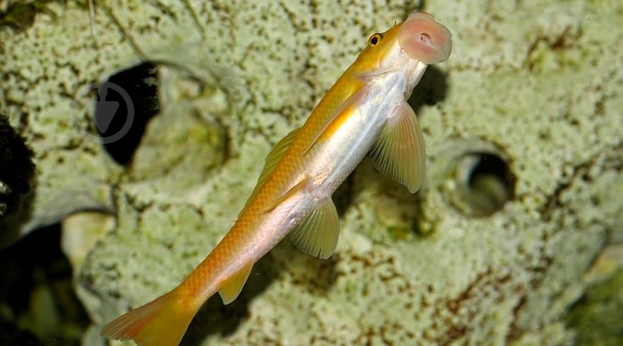 Рыбка Гиринохейлус М - фото 12 Рыбка Гиринохейлус М - фото 12