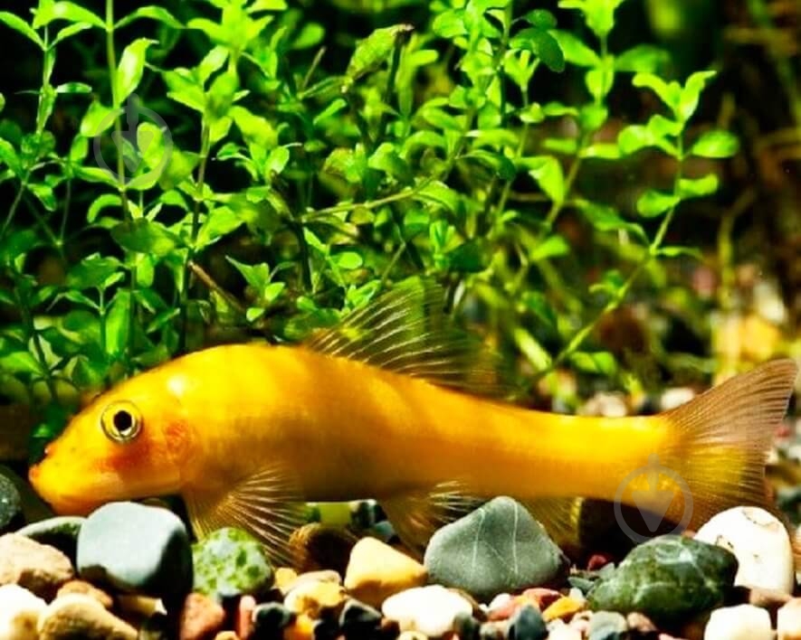 Рыбка Гиринохейлус М - фото 1 Рыбка Гиринохейлус М - фото 1